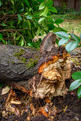 Storm damage, old plum tree blown over by the wind in a back yard, Washington State, USA
