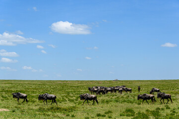 Naklejka na ściany i meble The great migration, wildebeest wandering on the savanna in Serengeti National Park, Tanzania 
