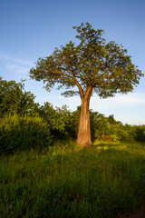Fototapeta na wymiar Baobab Tree in native landscape at sunset, Ruaha National Park, Tanzania 