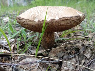mushroom in the forest