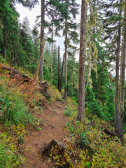Beautiful hiking trail in Oregon