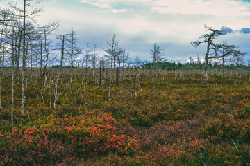 field of autumn