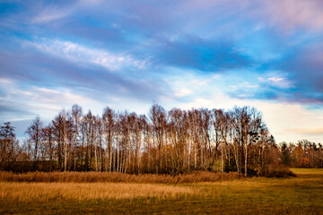 autumn landscape with trees