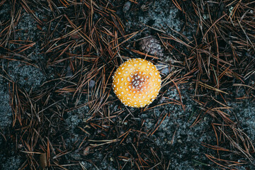 mushroom in the grass