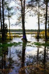lake in the forest