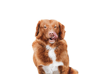 Portrait of young licking nose brown nova scotia duck tolling retriever. Dog looks seductively at the camera. Puppy isolated on white background. Domestic animals concept.