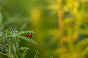 Ladybug hanging off plant outside in nature