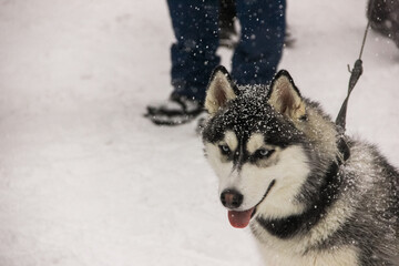 siberian husky puppy in a collar on a leash. isolated animal pet snow on background. winter sport sled dog racing