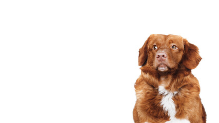 Isolated portrait of brown nova scotia duck tolling retriever. The dog is looking on empty space for text. Domestic animals concept. Copy space. 