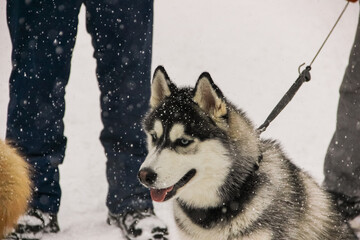 siberian husky puppy in a collar on a leash. isolated animal pet snow on background. winter sport sled dog racing