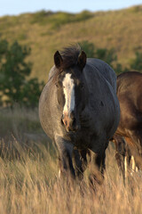 Wild Horses, grey mare in a field