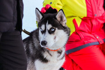 siberian husky puppy in a collar on a leash. isolated animal pet snow on background. winter sport sled dog racing. human hand stroking the dog's head