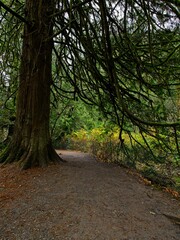 Fall colors in the rainforest in Goldstream park, Victoria BC, Vancouver Island