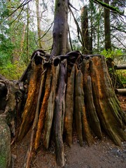 Fall colors in the rainforest in Goldstream park, Victoria BC, Vancouver Island