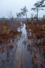 wooden road in a bog in autumn