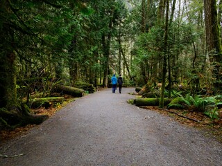 Fall colors in the rainforest in Goldstream park, Victoria BC, Vancouver Island