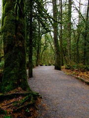 Obraz premium Fall colors in the rainforest in Goldstream park, Victoria BC, Vancouver Island