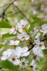cherryblossoms