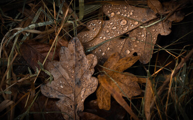 Two Autumn Leaves and Winter Dew Drops - UK