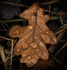 Autumn Leaf and winter dewdrops - Cheltenham UK