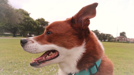 Dog smiling outdoors!