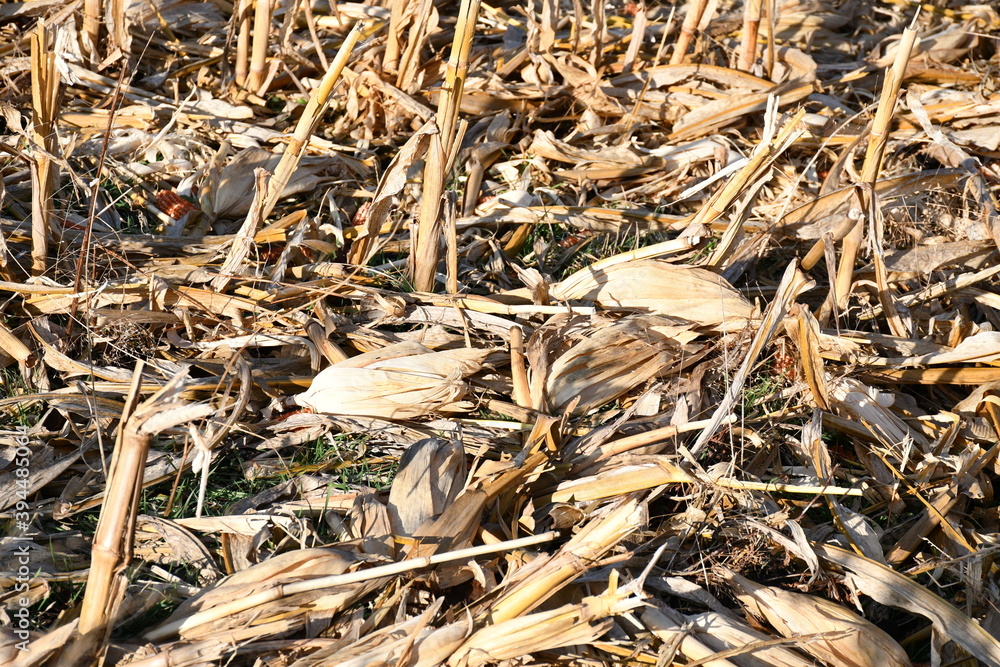 Poster harvested corn field