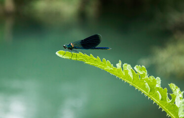 dragonfly on a green leaf