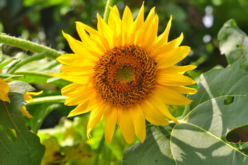 sunflower in the garden