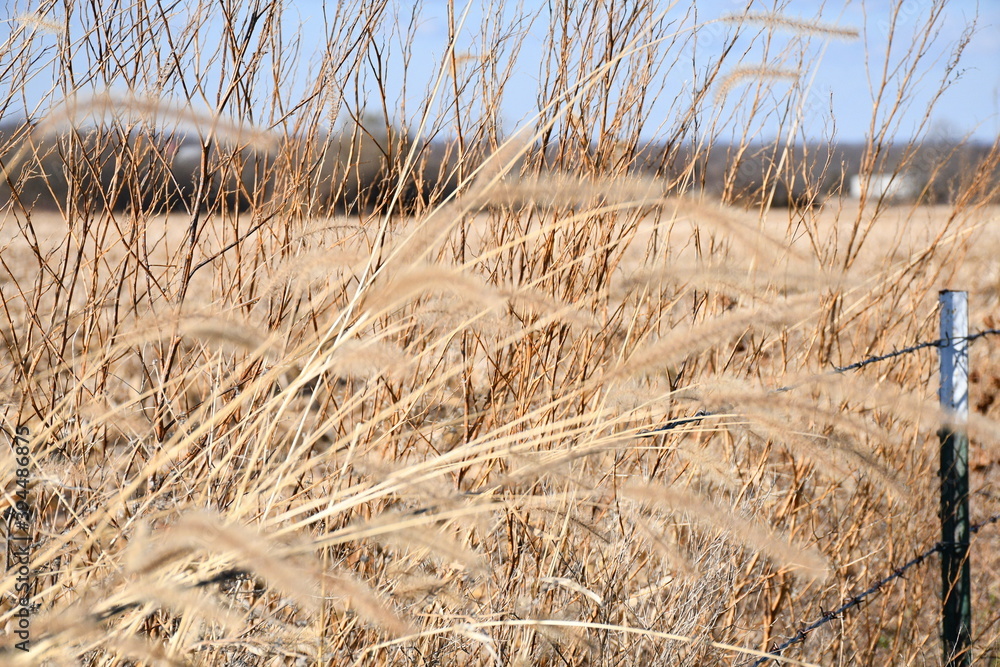 Wall mural foxtail grass