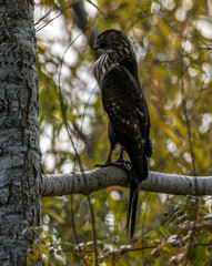 Shadow Creek Red Tail