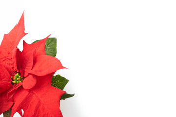 Red poinsettia flower on the white background