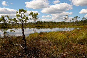 bog landscape