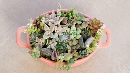 Cute tiny succulent plants in pink pot close up top view 