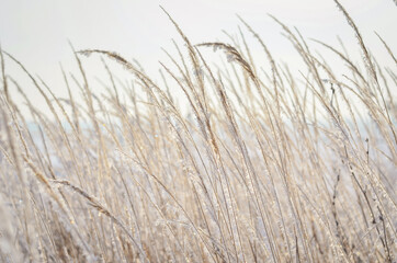 Obraz premium Seasonal winter background of dry grass covered with hoarfrost and snow. Beautiful frosty sunny day. 