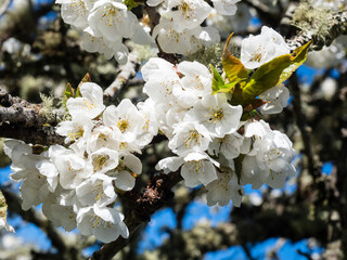 Apple tree blooming on San Juan Island in springtime - Washington state, USA
