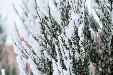 Close up of pine tree branches covered with snow. Beautiful winter background. Selective focus.