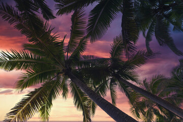 Tropical scenes from the big island of Hawaii with palm trees, rainbows, rain forest and sunset waves.  Magical landscapes and scenics.