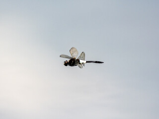 pied skimmer dragonfly in flight over a small pond