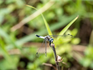white-tailed skimmer perched on a twig