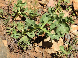 Field Eryngo (Eryngium campestre)