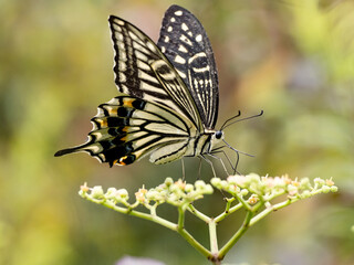 Chinese yellow swallowtail on bushkiller flowers 2