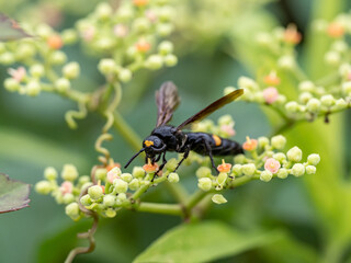 Carinoscolia melanosoma fascinata black wasp 4