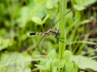 female white-tailed skimmer dragonfly perched 3