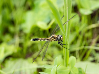 Fototapeta premium female white-tailed skimmer dragonfly perched 4
