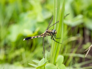 female white-tailed skimmer dragonfly perched 1