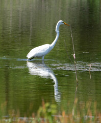 Fototapeta premium Egret Wading