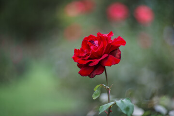 red rose in garden