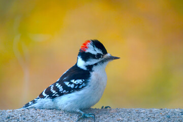 woodpecker