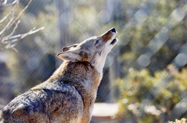Coyote with head raised and howling