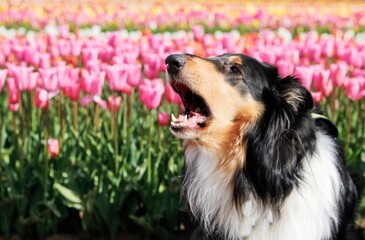 Cute dog with open mouth against tulip field in bloom